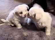 Maltese puppies