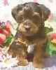 yorkiepoo puppies for sale