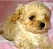 Maltipoo puppies for sale 