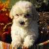 Maltipoo puppies for sale 