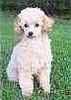 Toy Poodle puppies for sale