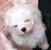 Maltese puppies