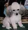 Toy Poodle puppies for sale