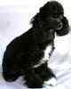 Toy Poodle puppies for sale