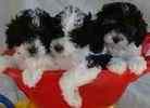 Toy Poodle puppies for sale