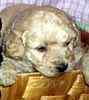 Goldendoodle puppies for sale