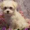 Maltepoo puppies for sale