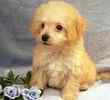 Bichpoo puppies for sale