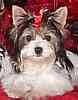Biewer Yorkshire Terrier puppies for sale