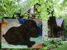 Toy Poodle puppies for sale