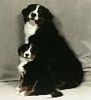 Bernese Mountain Dog puppies for sale