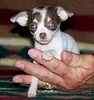 Chihuahua puppies for sale 