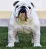 English Bulldog puppies for sale