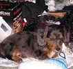 Miniature Dachshund puppies for sale 