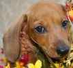 Dachshund puppies for sale 