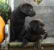 Labrador Retriever puppies for sale 