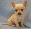 Chihuahua puppies for sale