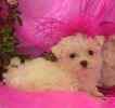 Maltese dogs