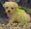 Maltipoo puppies for sale