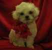 Peekapoo puppies for sale