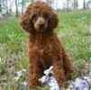 Toy Poodle puppies for sale 