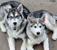 Alaskan Malamute puppies for sale
