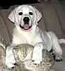 Labrador Retriever puppies for sale