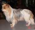 Biewer Yorkshire Terrier puppies for sale