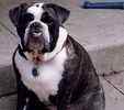 English Bulldog puppies for sale 