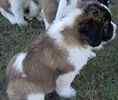 Saint Bernard puppies for sale