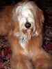 Goldendoodle puppies for sale