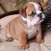 English Bulldog puppies for sale