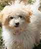 BichPoo puppies for sale 