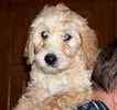 Goldendoodle puppies for sale