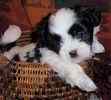 Malti Tzu puppies for sale 