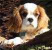 Cavalier King Charles Spaniel puppies for sale