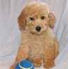 Bichpoo puppies for sale
