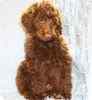 Labradoodle puppies for sale