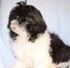 Lhasapoo puppies for sale