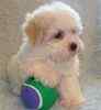 Maltipoo puppies for sale