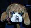 English Bulldog puppies for sale