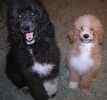 Standard Poodle puppies for sale 
