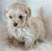 Maltipoo puppies for sale