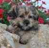 Shorkie puppies for sale 