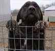 English Mastiff puppies for sale 