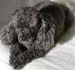 Toy Poodle puppies for sale 