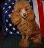 Toy Poodle puppies for sale 