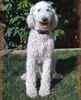 Standard Poodle Stud Services