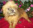 Brussels Griffon puppies for sale