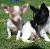 Chihuahua puppies for sale 